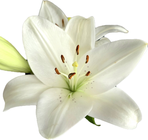 lili blanca w g