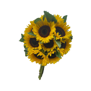 girasoles w g