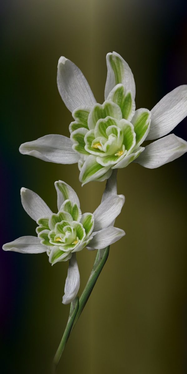 filled snowdrops, frühlingsbginn, snowdrop, spring flower, february, nature, signs of spring, flore pleno, plant, spring, white, blossom, bloom